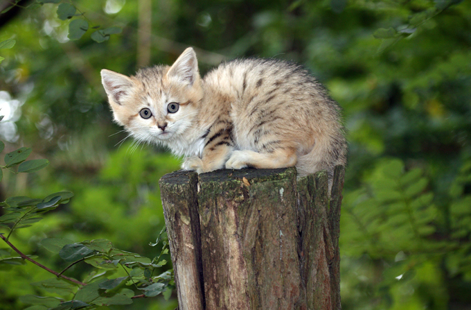 Felines on the brink of extinction