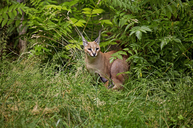 Felines on the brink of extinction