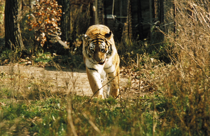 Pristine beauty of Russian nature