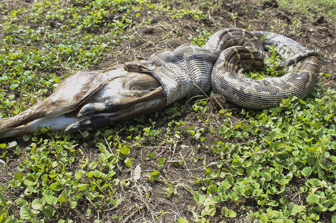 Snake swallows antelope, then spews it out