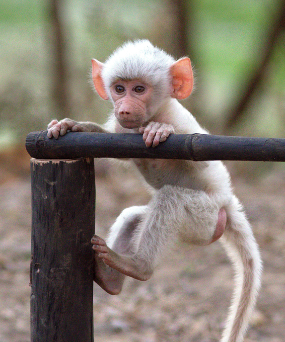 Albino baboon born in Zambia's National Park