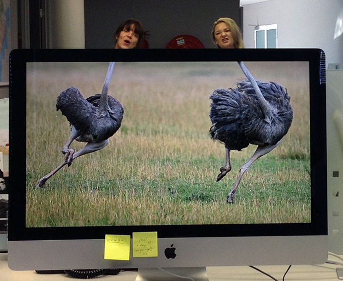 Hilarious desktop safari