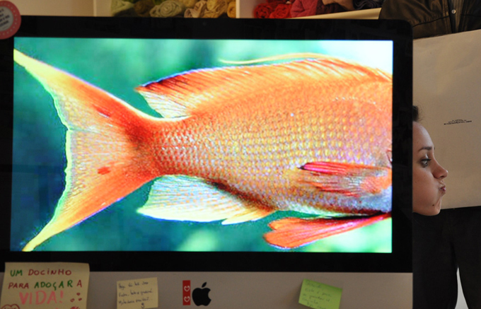 Hilarious desktop safari