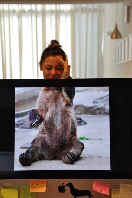 Hilarious desktop safari