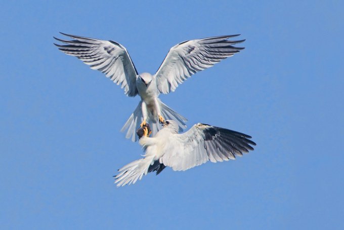 Birds of prey fighting for prey in the air