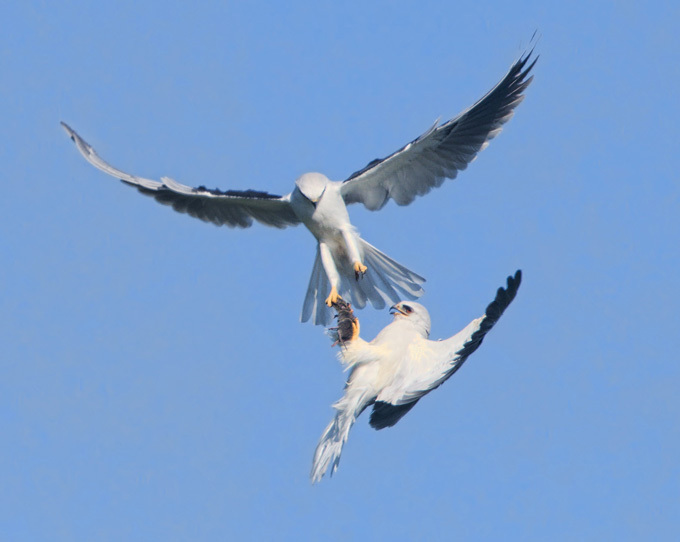 Birds of prey fighting for prey in the air
