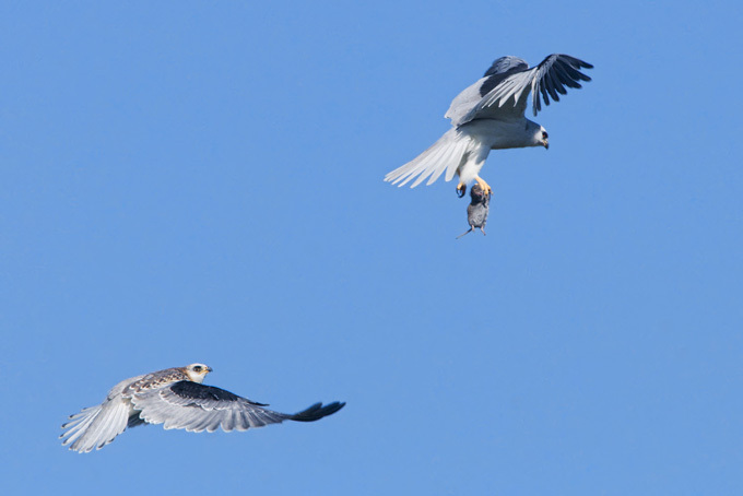 Birds of prey fighting for prey in the air