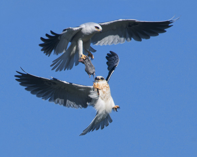 Birds of prey fighting for prey in the air