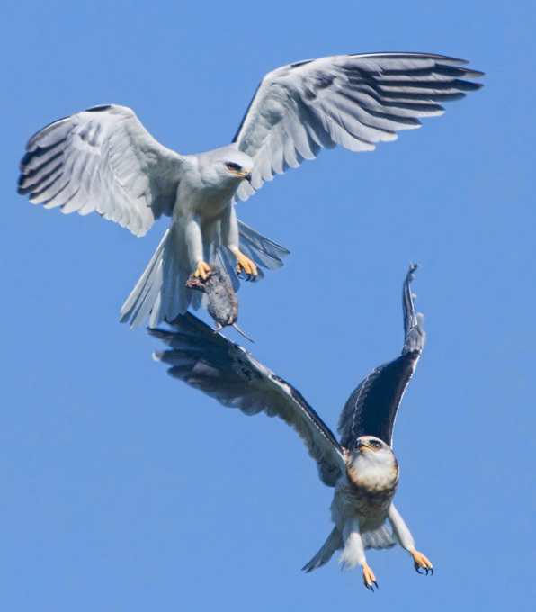 Birds of prey fighting for prey in the air