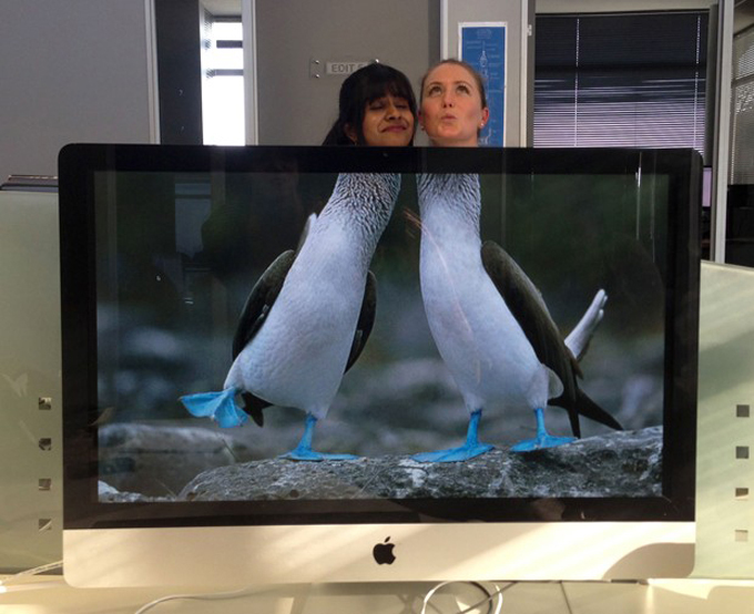 Hilarious desktop safari