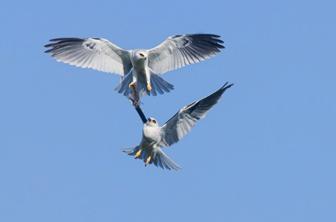 Birds of prey fighting for prey in the air