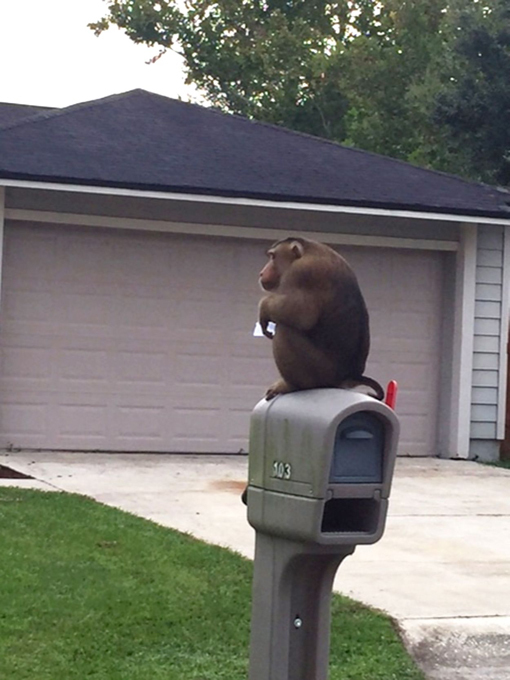 Animals have bad days too