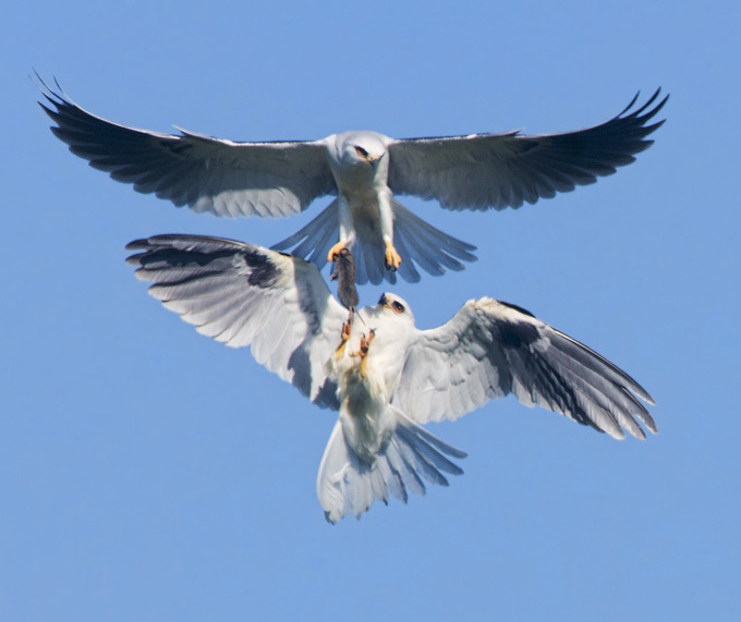 Birds of prey fighting for prey in the air