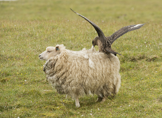 Animals have bad days too