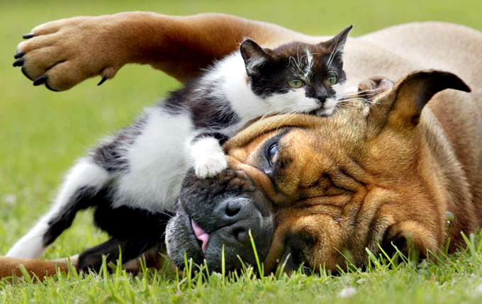 It's raining cats and dogs