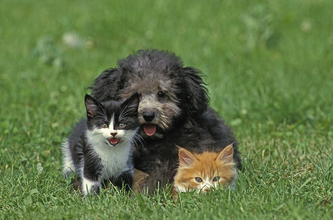 It's raining cats and dogs