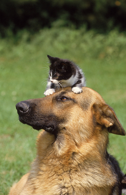 It's raining cats and dogs