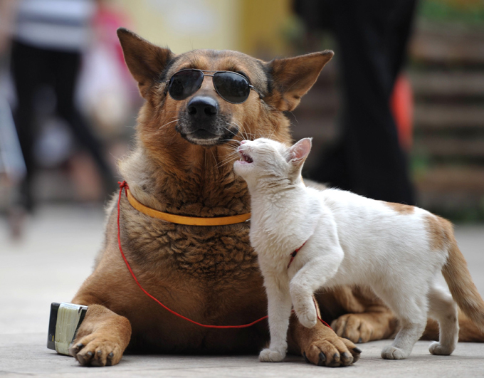 It's raining cats and dogs