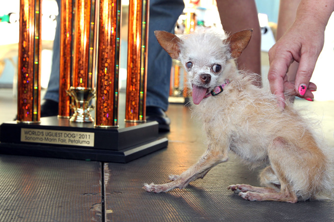 Ugliest dog in the world