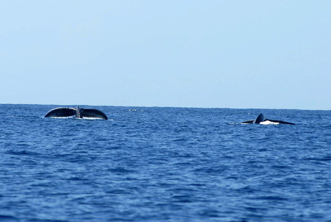 Humpback whale: Acrobatic animal