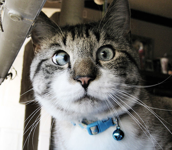 Cross-eyed pirate cat conquers Internet
