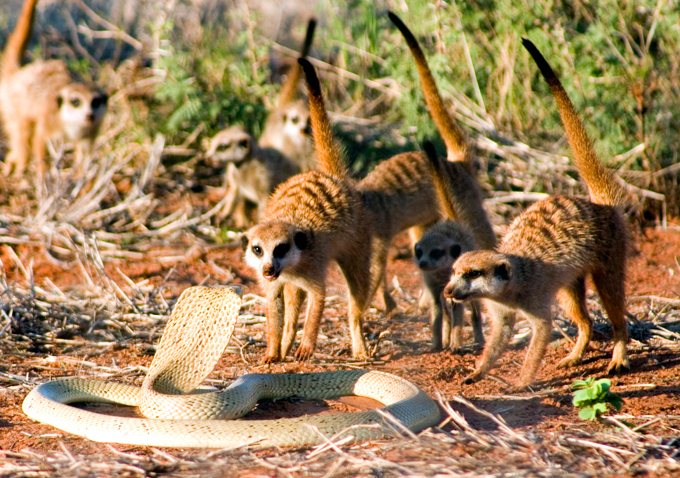 Meerkats: Sunny angels