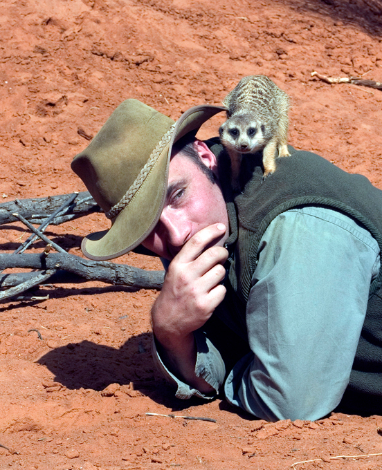 Meerkats: Sunny angels