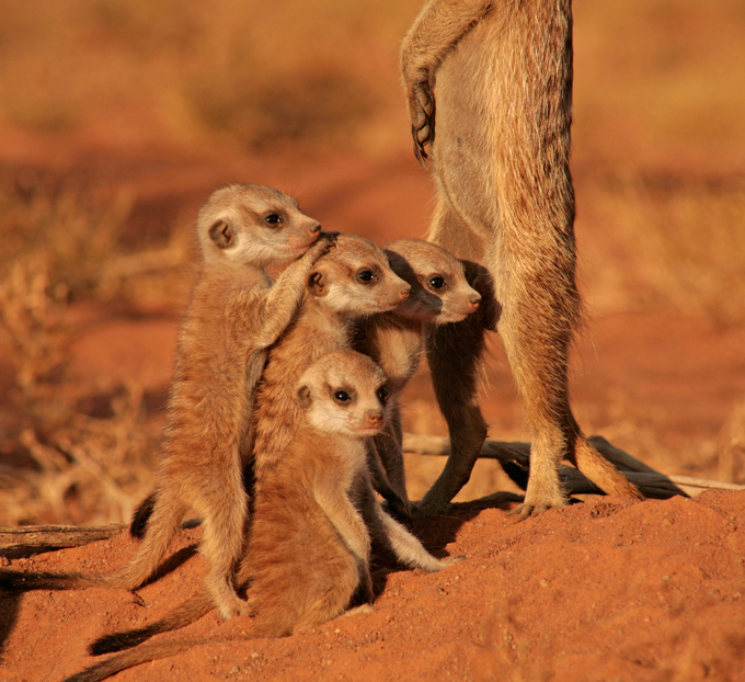 Meerkats: Sunny angels