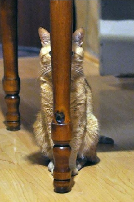 Ghost cats that no one can see