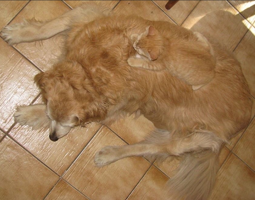 Ghost cats that no one can see