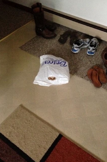 Ghost cats that no one can see