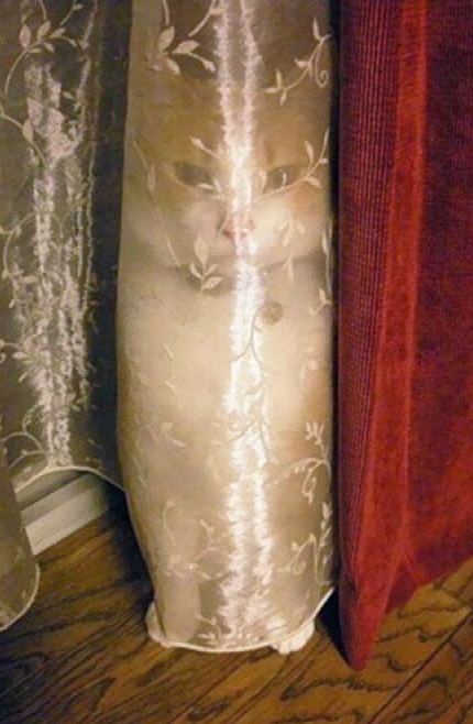 Ghost cats that no one can see