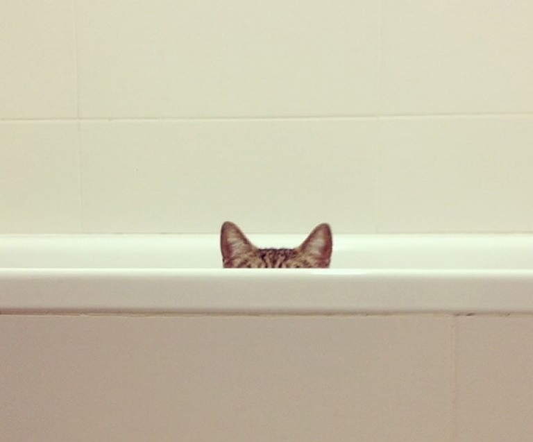 Ghost cats that no one can see