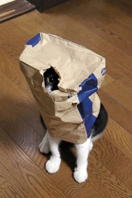 Ghost cats that no one can see