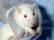 China: Campaign begins to end cosmetics animal testing