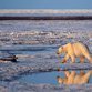 Arctic sea ice hit record low in 2010, says study