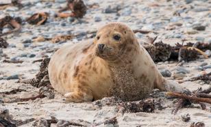 As many as 2,500 dead seals found on the coast of Caspian Sea in Dagestan