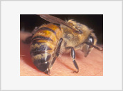 Bee venom successively treats men’s most precious organ