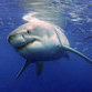 Sharks attack 4 Russian tourists in Egypt biting off their arms