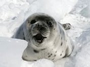 Russia bans harp seal trade. Next stop, Canada!