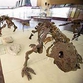 Russian scientists pick up the trail of dinosaurs