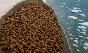 Hundreds of Walruses Spotted From Space as New Arctic Haul-Out Emerges