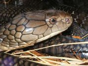 Snake horror on Vietnamese train