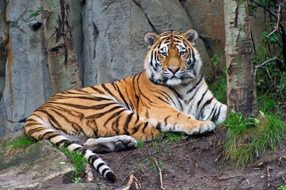 Rare Siberian tiger euthanised at Denver Zoo