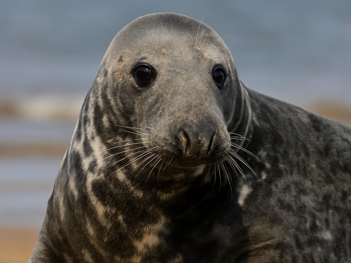 Nearly 500 Endangered Seals Found Dead on Caspian Sea Coast