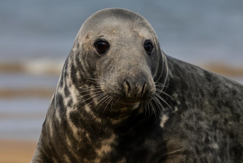 Nearly 500 Endangered Seals Found Dead on Caspian Sea Coast