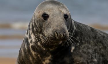 Nearly 500 Endangered Seals Found Dead on Caspian Sea Coast
