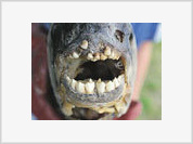 Fish With Human Teeth Caught in Russia