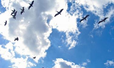 Birds Consume Nearly 500 Million Tons of Insects Each Year