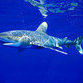Shark attacks in Egypt orchestrated by Mossad???